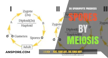 How Sporophytes Produce Spores Through Meiosis: A Detailed Explanation