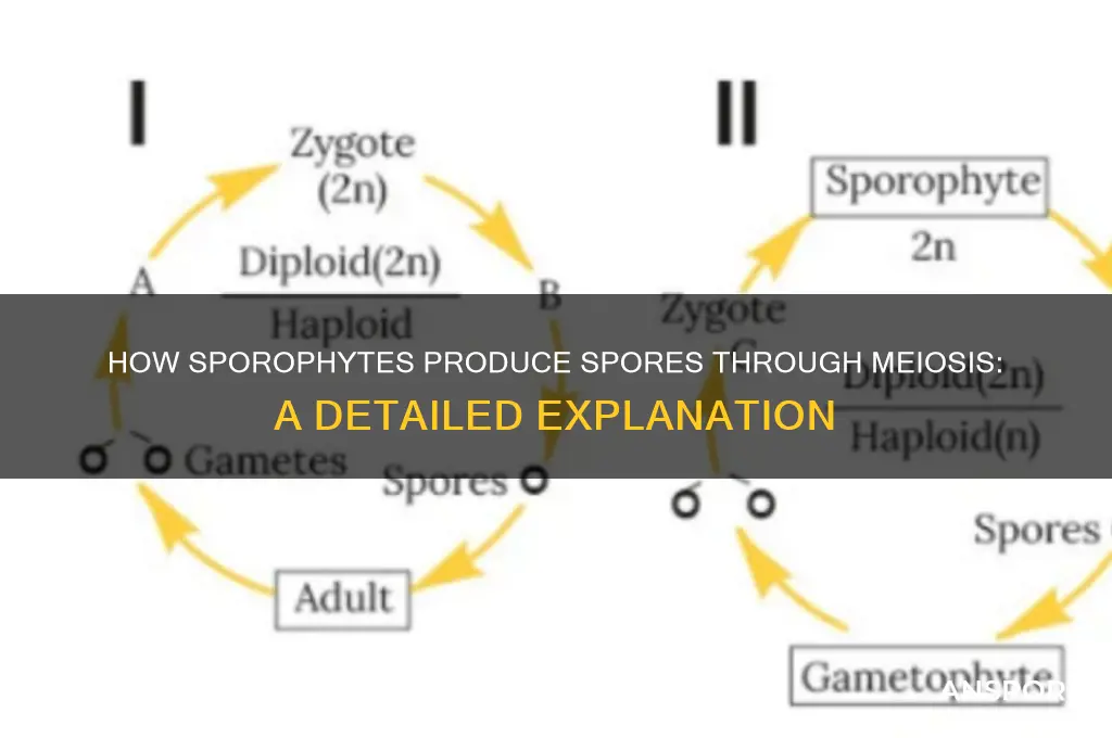 do sporophyte produces spores by meiosis