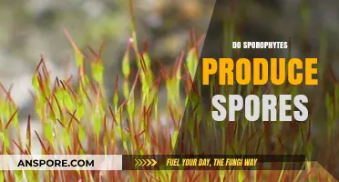 Do Sporophytes Produce Spores? Unraveling the Role in Plant Reproduction