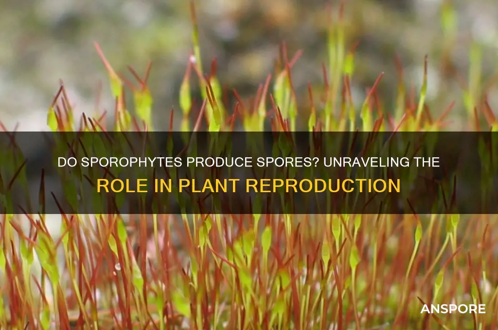 do sporophytes produce spores