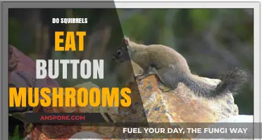 Do Squirrels Eat Button Mushrooms? Exploring Their Dietary Habits