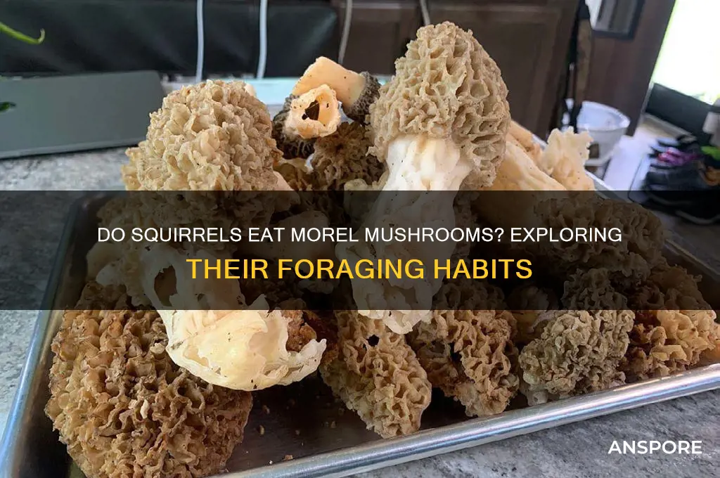 do squirrels eat morel mushrooms