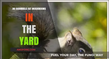 Do Squirrels Eat Mushrooms? Exploring Yard Foraging Habits