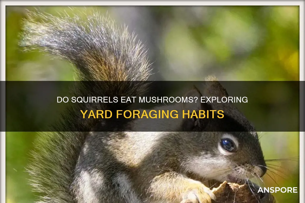 do squirrels eat mushrooms in the yard
