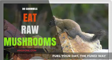 Do Squirrels Eat Raw Mushrooms? Exploring Their Natural Diet Habits