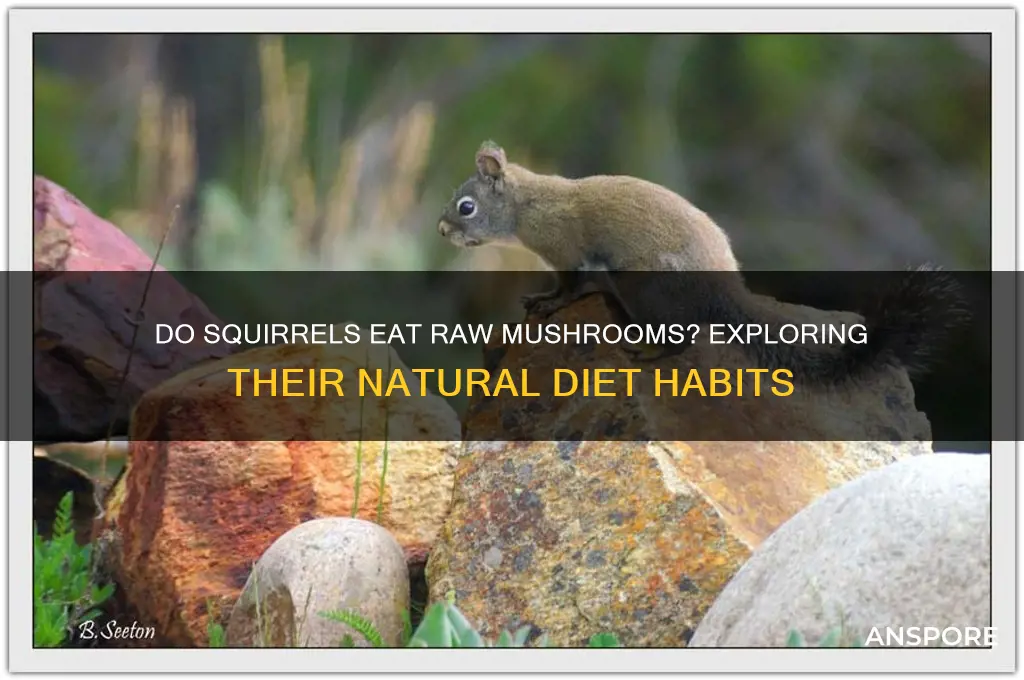 do squirrels eat raw mushrooms