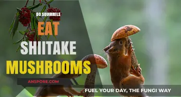 Do Squirrels Eat Shiitake Mushrooms? Uncovering Their Foraging Habits