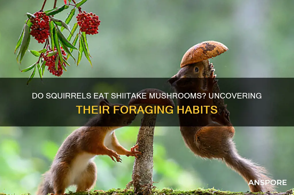 do squirrels eat shiitake mushrooms