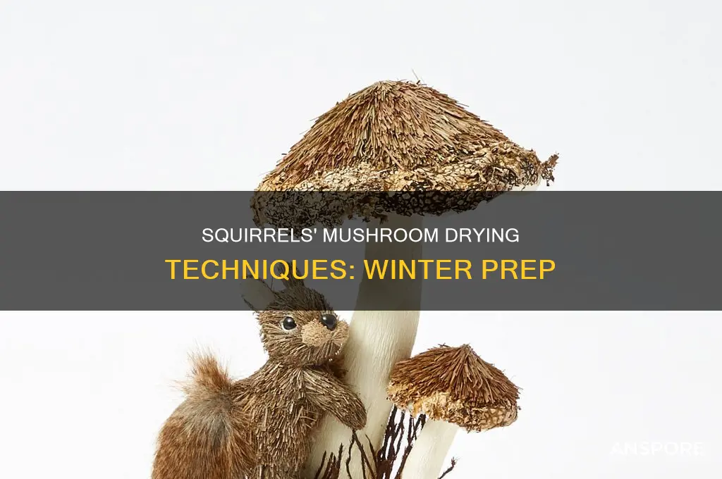do squirrels hang mushrooms in trees to dry for winter