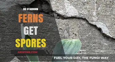 Staghorn Ferns and Spores: Understanding Their Reproduction Process