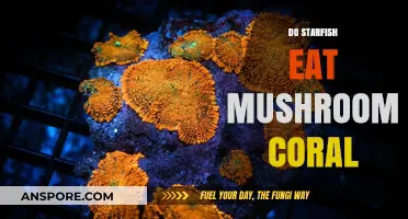 Do Starfish Eat Mushroom Coral? Unveiling the Truth Behind Coral Predators