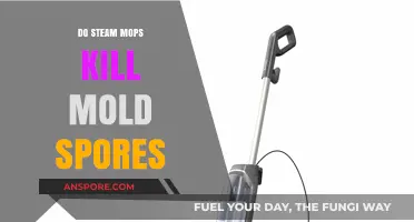 Can Steam Mops Effectively Eliminate Mold Spores in Your Home?