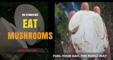 Do Stoneflies Eat Mushrooms? Unraveling Their Dietary Habits
