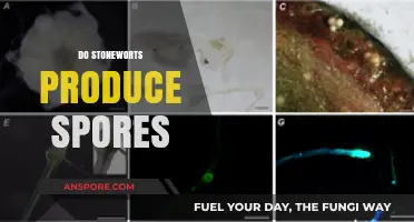 Do Stoneworts Produce Spores? Unveiling Their Unique Reproductive Secrets