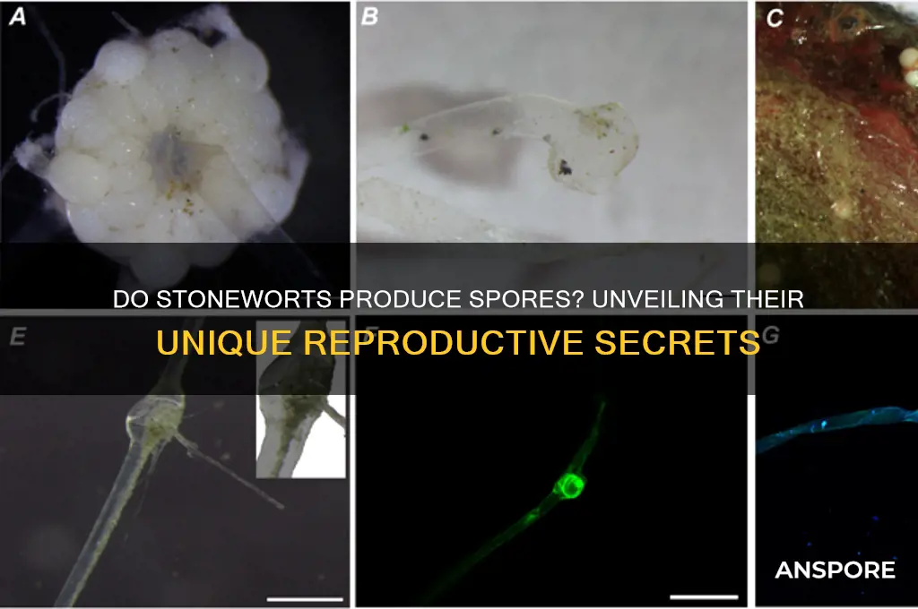 do stoneworts produce spores