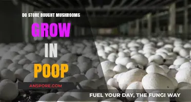 Store-Bought Mushrooms: Are They Grown in Poop? The Truth Revealed