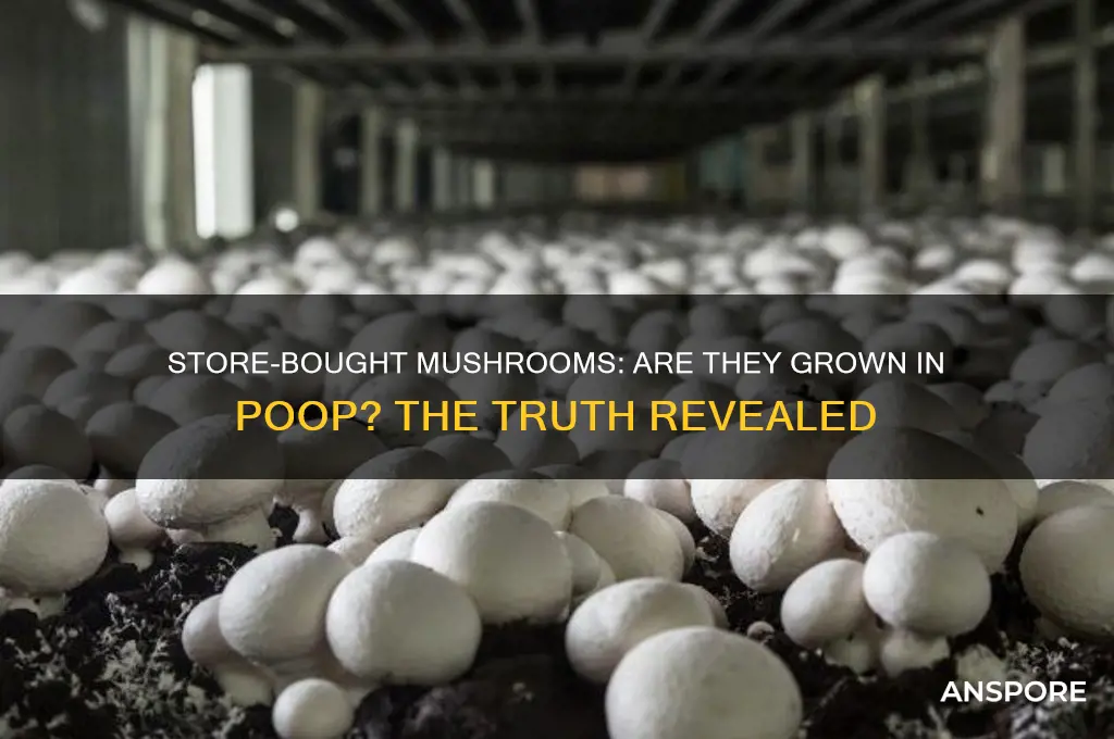do store bought mushrooms grow in poop