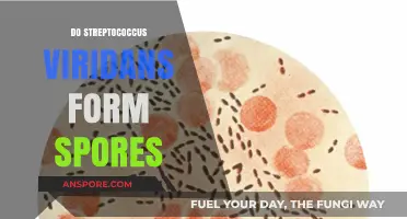Streptococcus Viridans: Understanding Their Sporulation Capabilities and Implications