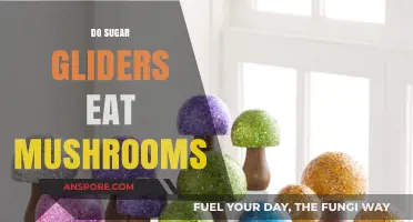 Can Sugar Gliders Safely Eat Mushrooms? A Dietary Guide