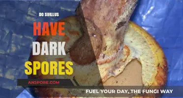 Suillus Spores: Unveiling the Truth About Their Dark Coloration