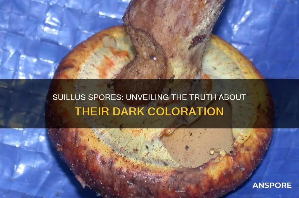 do suillus have dark spores