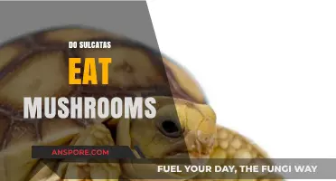 Can Sulcatas Safely Eat Mushrooms? A Tortoise Diet Guide