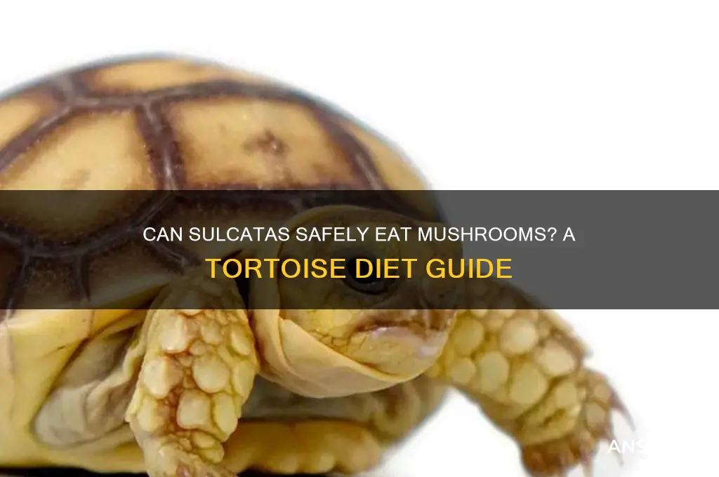 do sulcatas eat mushrooms