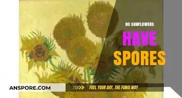 Do Sunflowers Have Spores? Unveiling the Truth About Sunflower Reproduction