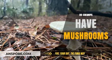 Swamp Mushrooms: Where and How They Grow