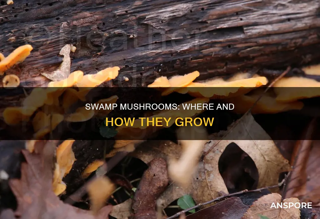 do swamps have mushrooms