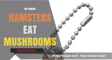 Can Syrian Hamsters Safely Eat Mushrooms? A Complete Guide