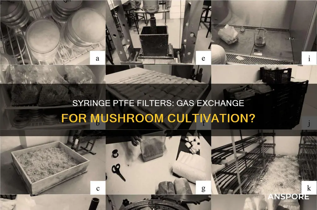 do syringe ptfe filters provide gas exchange in mushroom cultivation