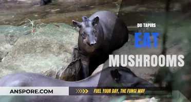 Do Tapirs Eat Mushrooms? Exploring Their Diet and Habits