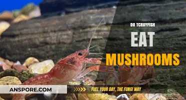 Do Crayfish Eat Mushrooms? Exploring Their Diet and Behavior