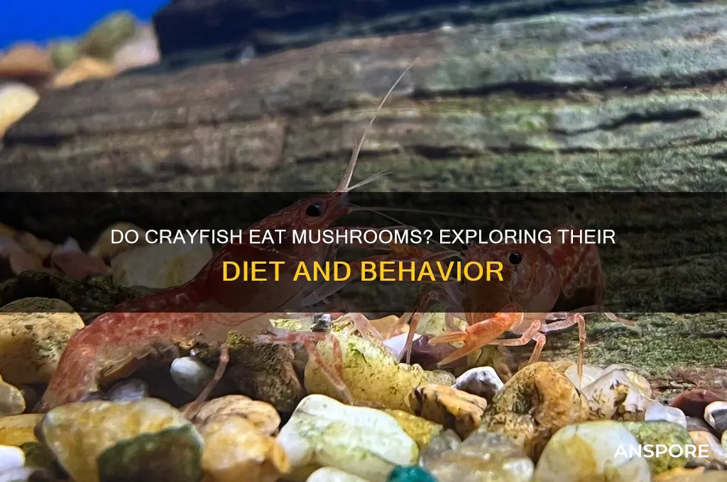 do tcrayfish eat mushrooms