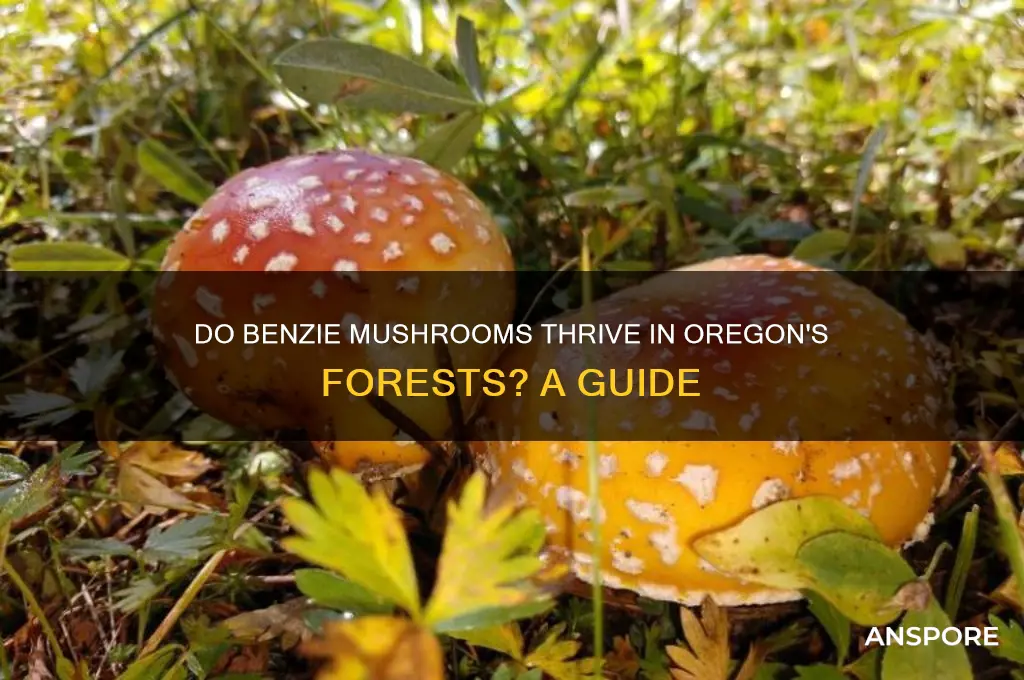 do the benzie mushrooms grow in oregon