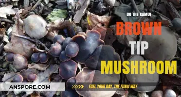 Kamui Brown Tip: A Mushroom with Unique Characteristics