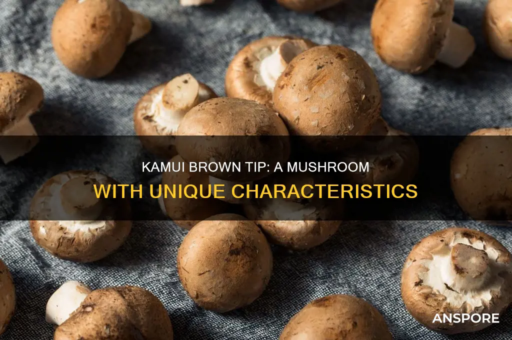 do the kamui brown tip mushroom