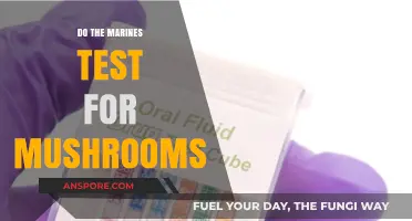 Psychedelic Screening: Marine Corps' Stance on Mushroom Use