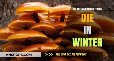 Mushroom Trees: Surviving the Winter Chill