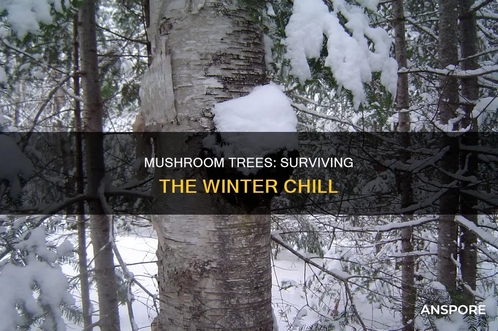 do the mushroom trees die in winter