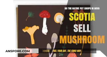 Mushroom Hunting in Nova Scotia: What's Available in Native Shops?
