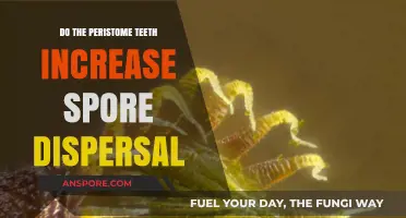 Peristome Teeth: Enhancing Spore Dispersal in Plants?