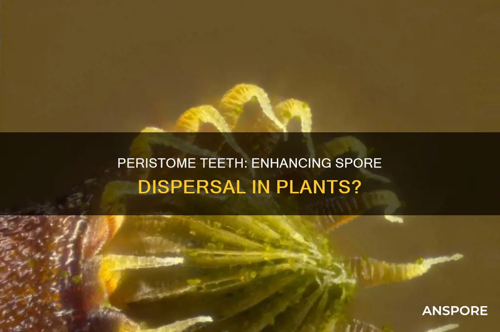 do the peristome teeth increase spore dispersal