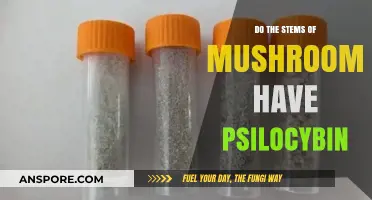 Mushroom Stems: Do They Contain Psilocybin?