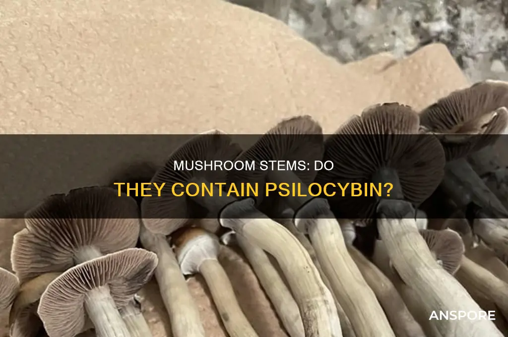do the stems of mushrooms have psilocybin