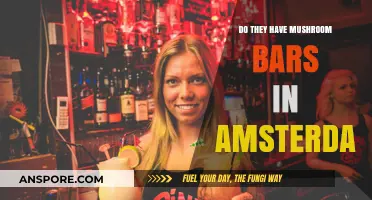 Exploring Amsterdam's Mushroom Bars: A Trippy Experience