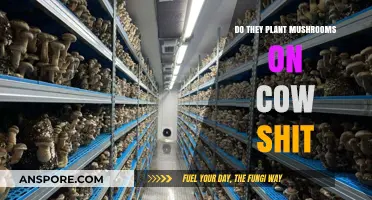 Mushroom Cultivation: Using Cow Manure to Grow Delicious Fungi