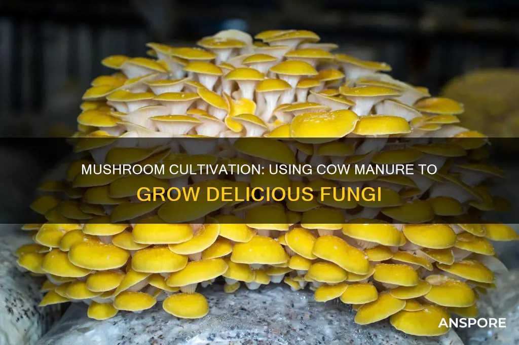 do they plant mushrooms on cow shit