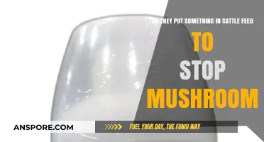 Cattle Feed's Secrets: Mushroom Growth Prevention